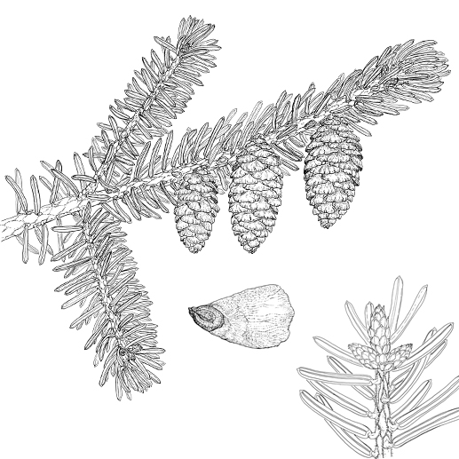 Picea omorica Habitus Früchte